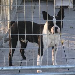 Razor - Boston Terrier