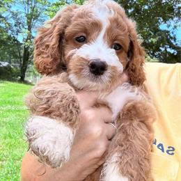 Canaan - Red  male Goldendoodle puppy in Knoxville, Tennessee from Graystone Doodles
