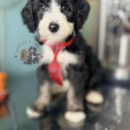 Nutcracker - Black and white male Sheepadoodle puppy in Marion, Ohio from Doodles & Doxies