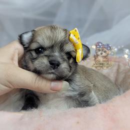 Thicket - Black and tan male Morkie puppy in Barren Springs, Virginia from Seeking Shalom Acres Maltese, Maltipoos & Havamalts