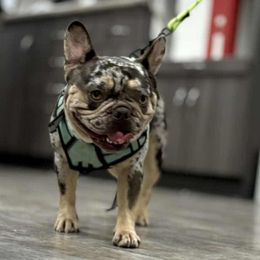 French Bulldog puppies from Furevermore Boxers and Furevermore Frenchies