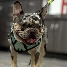 French Bulldog puppies from Furevermore Boxers and Furevermore Frenchies