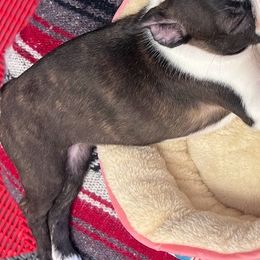 Boston Terrier Puppies from Bethelbreeders