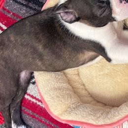 Boston Terrier Puppies from Bethelbreeders