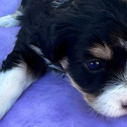 Frank - Aussiedoodle puppy from Annie's Aussies