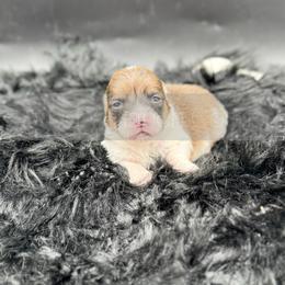 Zuma - 1800 - Red female Pembroke Welsh Corgi puppy in Rozet, Wyoming from Hayday Ranch Corgis