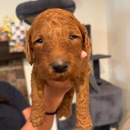 Hot pink - Red  female Poodle puppy in Riverside, California from Riverside red poodles