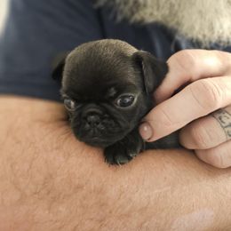 Light Pink - Black female Pug puppy in Tallapoosa, Georgia from West Georgia Pugs