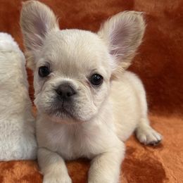 Rosie - Cream female French Bulldog puppy in Las Vegas, Nevada from Legacy