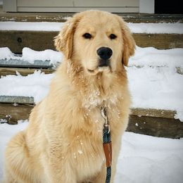 Moses - Golden Retriever