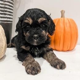 Ember - Black and tan female Cavapoo puppy in Flagstaff, Arizona from Gunstock Doodles