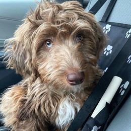 Aussiedoodle All Grown Up from Aspen Mountain Doodles LLC