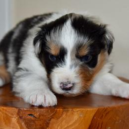 Male 4 - Blue merle male Australian Shepherd puppy in Hamilton, New Jersey from Birch Haus