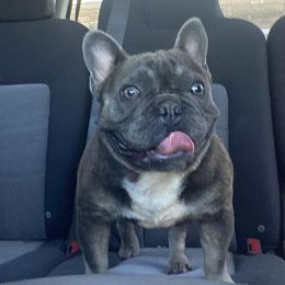Mitz - French Bulldog