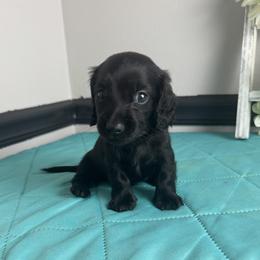 Pirate - Black male Dachshund puppy in Gilbertsville, Kentucky from DeLaunes Dachshunds