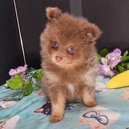 Pepper's Thriller - Thriller - Lavender male Pomeranian puppy in Plant City, Florida from Pepper's Pomeranians