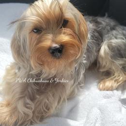 Coco - Yorkshire Terrier