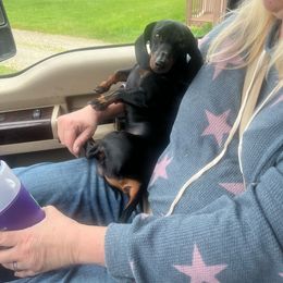 Cricket - Dachshund