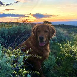 Golden Retriever puppies from Rosie’s Goldies