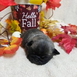 Brindle Boy - Brindle male Pug puppy in Tulsa, Oklahoma from Locust Creek Pugs & Japanese Chin's