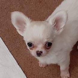 Chihuahuas from FOXFYR KENNELS