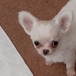 Chihuahuas from FOXFYR KENNELS