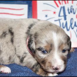 Liberty - Blue merle female Miniature Australian Shepherd puppy in Kissee Mills, Missouri from Clinkenbeard Kennel
