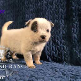 Dancer - Blue female Australian Cattle Dog puppy in Silsbee, Texas from Rockin ND Ranch