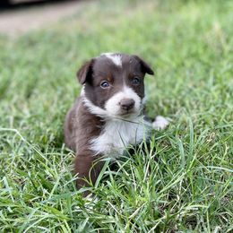 Dove - White and red female Border Collie puppy in New Mexico from Twisted Biscuit Border Collies