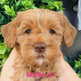Skittles - Caramel female Australian Labradoodle puppy in Silver Spring, Maryland from Potomac Australian Labradoodles