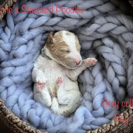 Poodle Puppies from Katie’s Standard Poodles