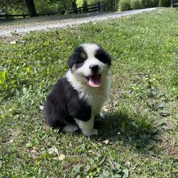 Guiness - Black tri-color male Australian Shepherd puppy in Celina, Tennessee from CumberlandRidge Australian Shepherds