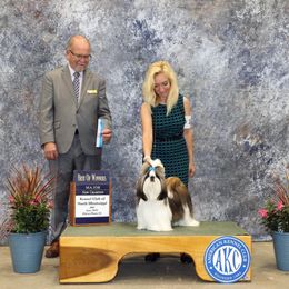 Shih Tzus from Dee-Jay's Shihtzu