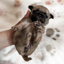 Daisy - Fawn female Pug puppy in Shady Hills, Florida from Premium Pugs