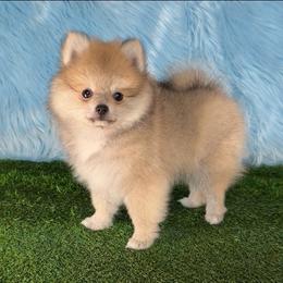 Teddy - Cream sable male Pomeranian puppy in Kennesaw, Georgia from Cream Puffs Pomeranians