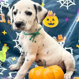 Green (LUA) - White and black male Dalmatian puppy in Westhoff, Texas from Smart Dalmatians (LUA/HUA)