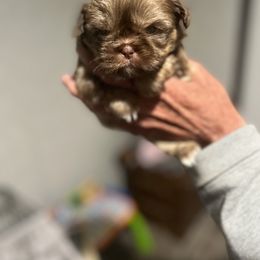Shih Tzu Puppies from Burke Manor Shih Tzu