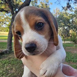 Tri color male (black collar) - Black tan and white male Beagle puppy in Spring Branch, Texas from Lost Trail Kennels
