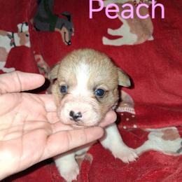 Peach - Red female Pembroke Welsh Corgi puppy in Kingman, Kansas from Tiny Titans K9