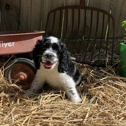 Buster - Black and white Cocker Spaniel puppy in Virginia from S&J Spaniels