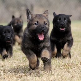 German Shepherd Puppies from Vom Anfang German Shepherds