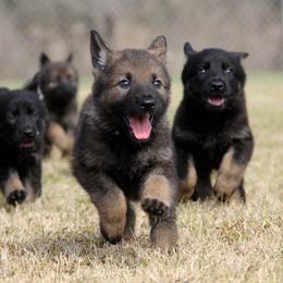 German Shepherd Puppies from Vom Anfang German Shepherds