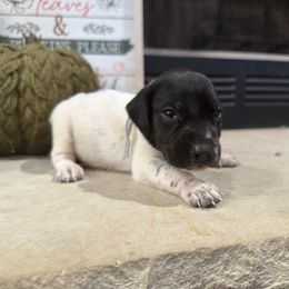 Gray - Black roan male German Shorthaired Pointer puppy in Huntington, Texas from B&B GSP’S