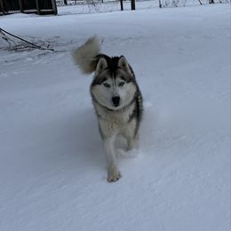 Bruiser - Siberian Husky
