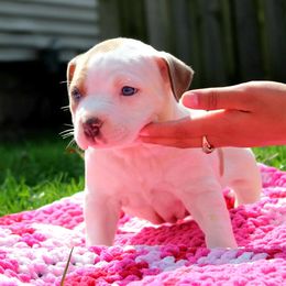 American Bully Puppies from Get It Right Bullyz