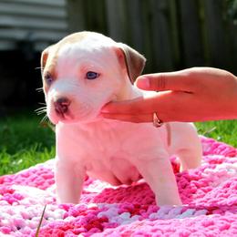 American Bully Puppies from Get It Right Bullyz