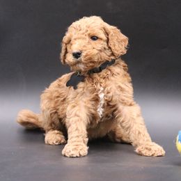 Poodle Puppies from Absolutely Pampered Poodles