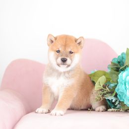 Shion 🩵 Red Boy - Red male Shiba Inu puppy in Neosho, Missouri from Sunny Terrace Shibas