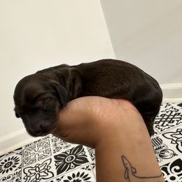 Ciabatta - Red female Dachshund puppy in Mc Donough, Georgia from L & J Kennel