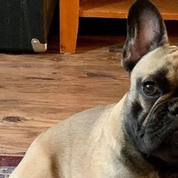 French Bulldogs from Hard Rock Frenchies